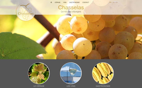 Chasselas | Chasselas, le roi des cépages